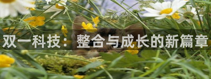 双一科技：整合与成长的新篇章