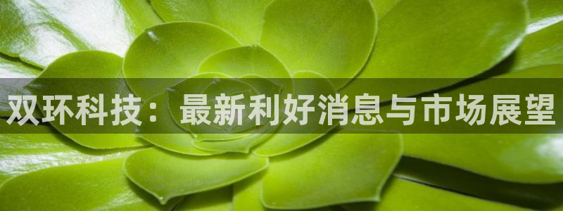 双环科技：最新利好消息与市场展望
